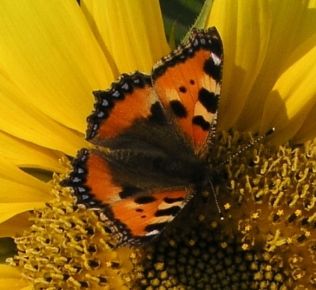 Bild: Schmetterling auf Sonnenblume