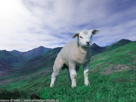 Bild: Irish Sheep
