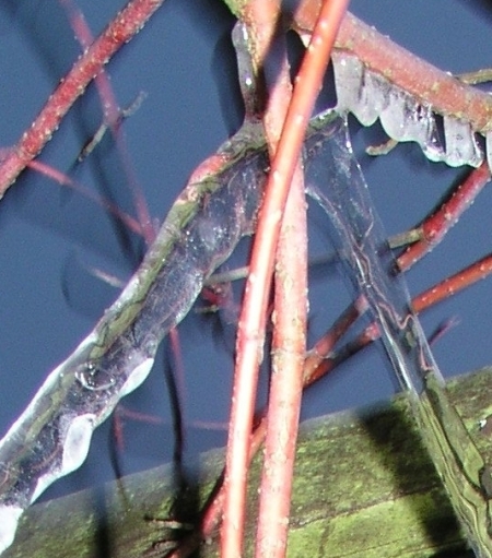Bild: Eiszapfen an Zweigen